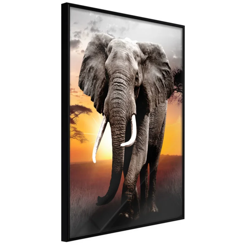 Handla nu Poster 'Majestic Elephant'